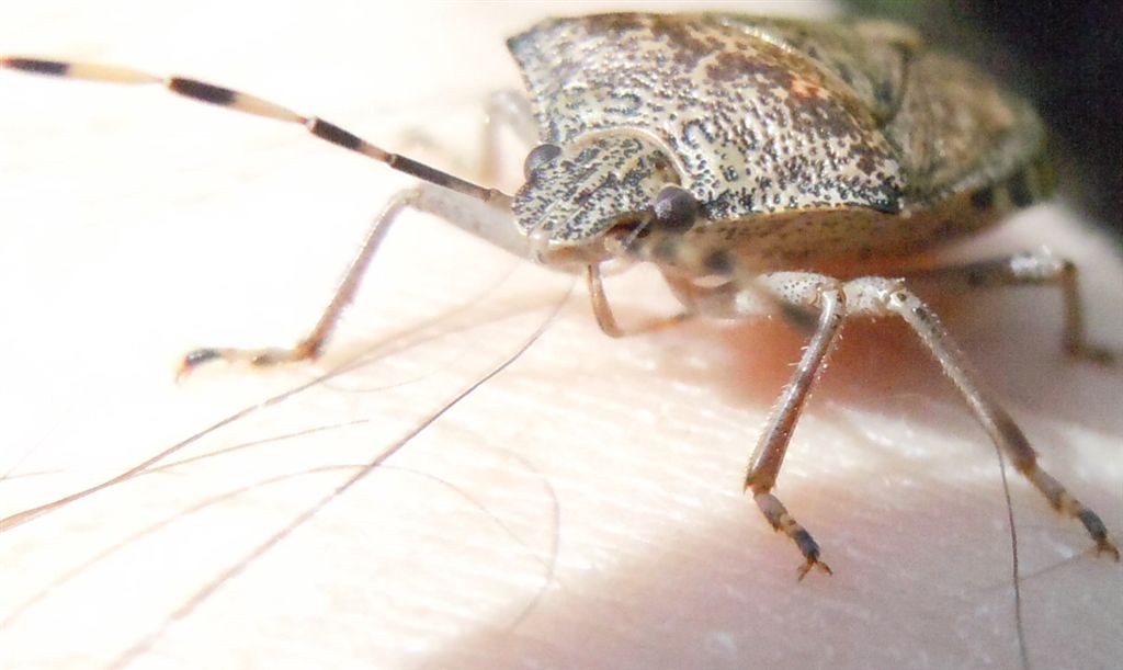 Pentatomidae: Rhaphigaster nebulosa della Campania (CE)